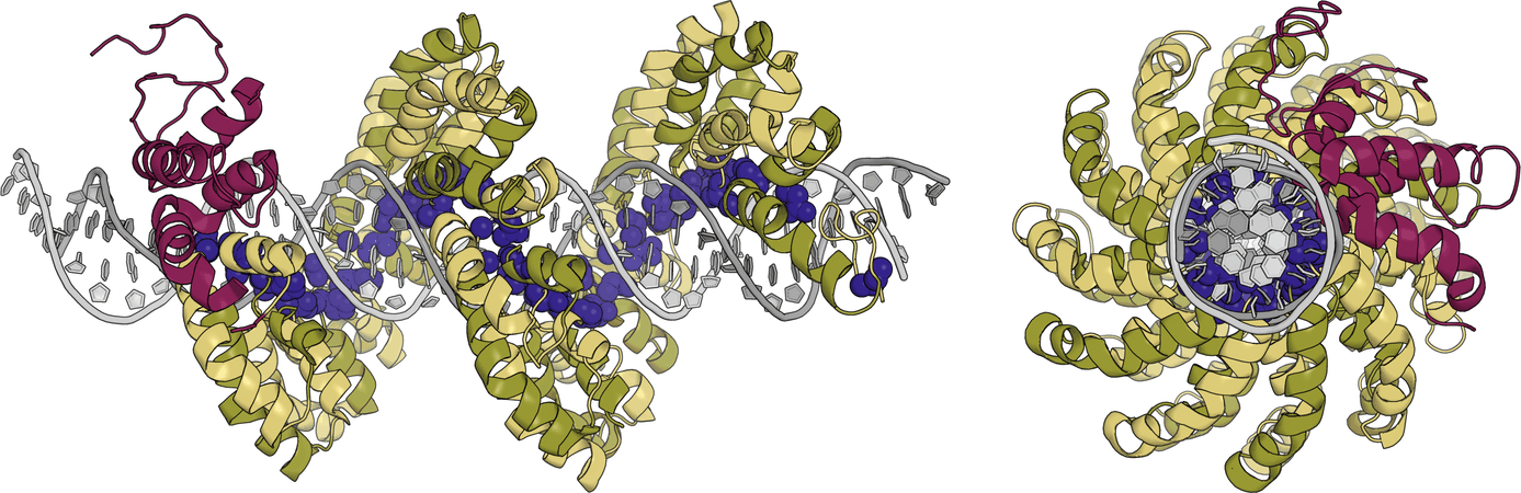 Crystal structure of the TALE PthXo1 bound to DNA: the repeats wind around the double helix, with the RVD residues lining the major groove